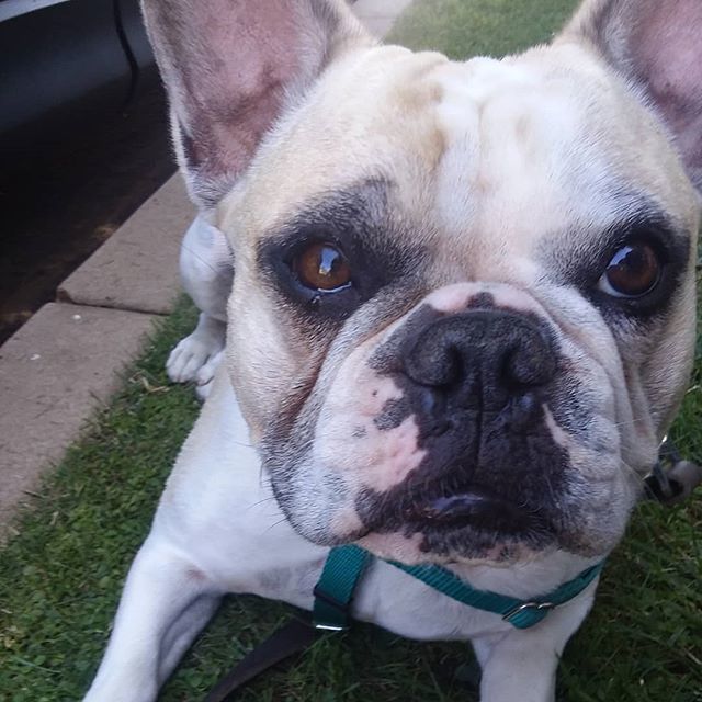 ThePetProvider's tweet photo. Why the #longface Vinnie? It's #frenchiefriday #friyay #tgif #dogwalksofla #dogsofinstagram #dogwalksofinstagram https://t.co/qMMBFUrFSD https://t.co/aiioh4N3GN