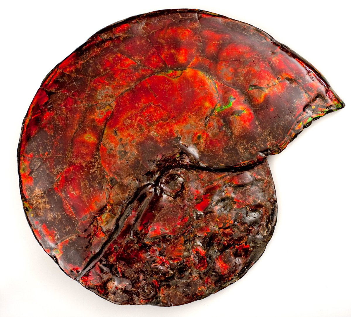 AmmoliteAurora's tweet photo. It's Fossil Friday! Our intact and highly sought after Ammonite specimens are such a unique wonderful surprise, you'll never find two that are the same! Contact us and find out how you can acquire the opportunity to collect. #fossilfriday #rarefossils #ammolite #ammonite https://t.co/TQHD63LjNX