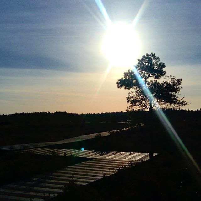 ConceptDevS's tweet photo. In the autumn sun

The amazing Abbeyleix Bog looking stunning always. 
#abbeyleixbog #autumn #fall #sun #sihlouette #tree #bog #view#visitlaois #laoistourism #laois #ireland #irelandsancienteast #instatravel #ireland_gram #instaireland #instanature #irel… https://t.co/lcPUNm2cqp https://t.co/xXf2lWBGCS