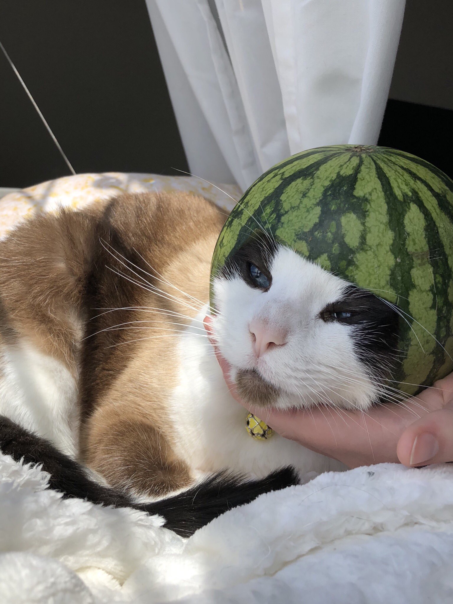 Melon cat hotsell