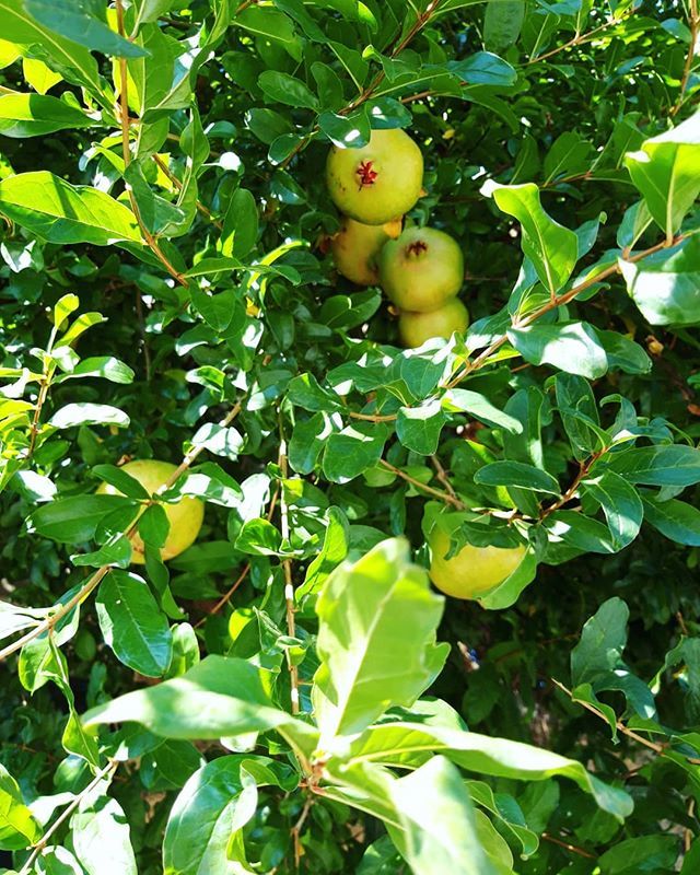 jo_carritt's tweet photo. Resting in the shade of a pomegranate tree just prior to crossing the border into Spain
#rideleading #adventurecafe #porto2madrid https://t.co/yYAbESd2Cj https://t.co/SR9GyWaDDN