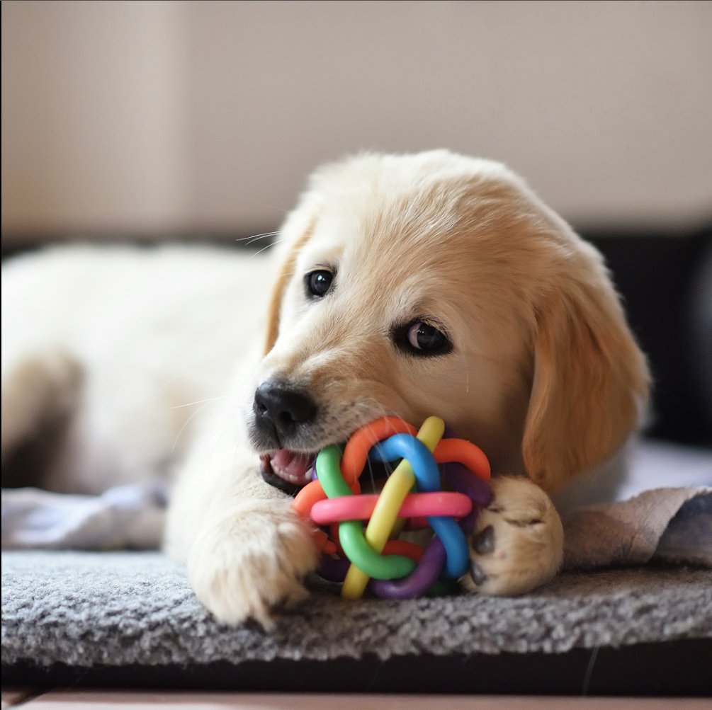 inu_box's tweet image. Love bite ❤ 
#puppylove #puppies #puppydog #love
