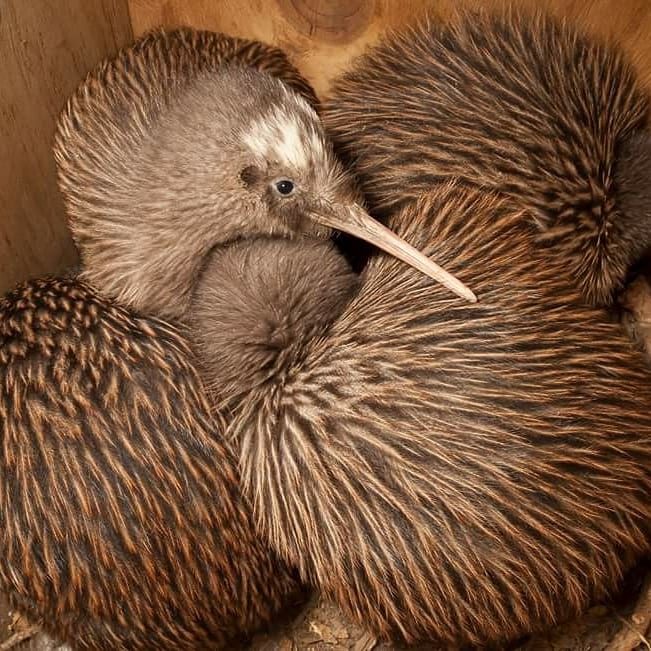 VoteRowi's tweet photo. You may have noticed that some Rowi, like these three little cuties, have white patches around the face and no two Rowi have the same face! They are the only kiwi to have this. 

Photo credit to the Department of Conservation #VoteRowi #BirdOfTheYear https://t.co/AigFWQtUdo