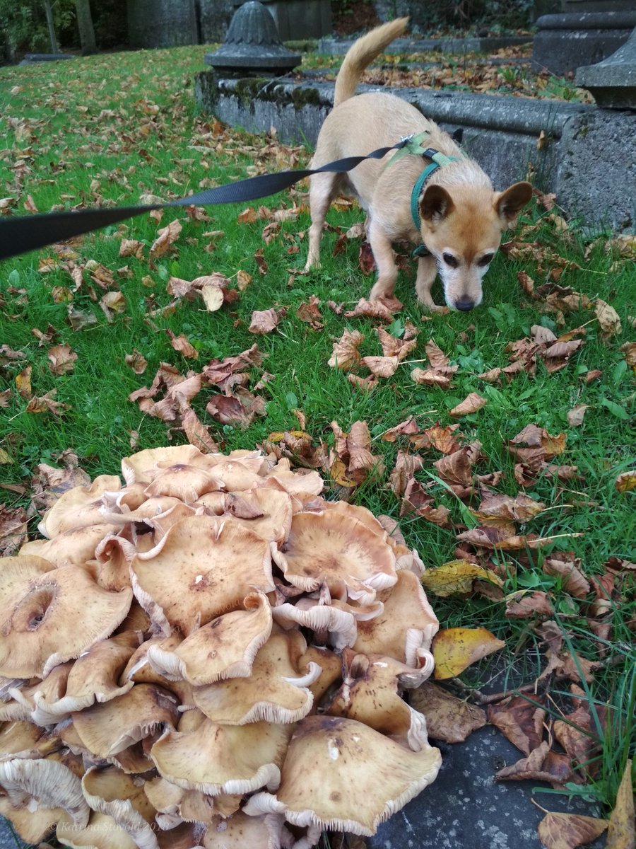 gobiterrier's tweet photo. Today was a GREAT day! Saw a big fungus in a graveyard &amp; found a dead rat in a neighbour's garden. Brought it inside like a good boy while mom laughed in surprise. #Halloween is around the corner! #Samhain #Autumn #Ireland https://t.co/EtWydT5YgK