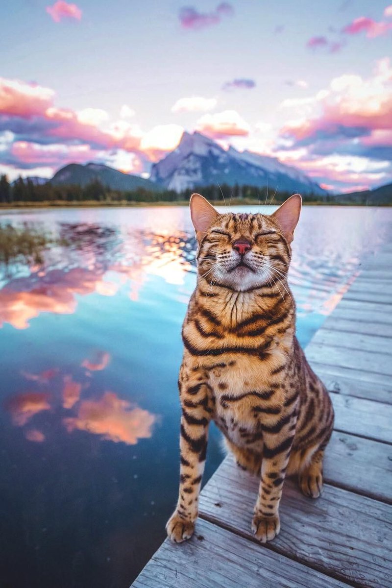 LuvKittensDaily's tweet photo. Mini tiger kitty https://t.co/pRURapMogj