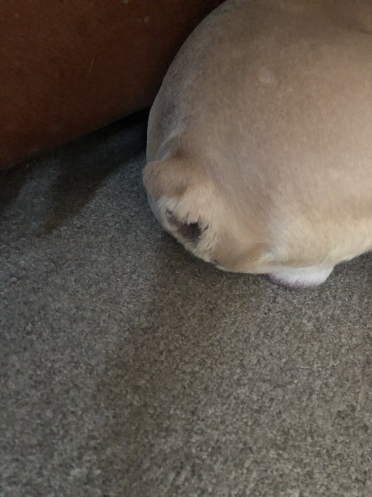 Bruno the Notts County Fan tweet media