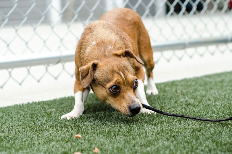 UrgentPetCareOm's tweet image. Today is National Body Language Day!! Since dogs can't talk to us, they use their body language to tell us how they are feeling. Here is a video about the difference between happy dogs and scared/nervous dogs: ow.ly/msRD30m5KlD #urgentpetcareomaha #dogbodylanguage
