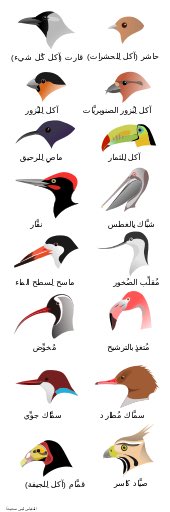 Biology1802's tweet image. #ملتقى_علوم_الاحياء
ماهو سر اختلاف مناقير الطيور ؟؟