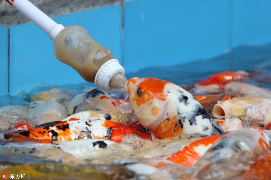 China Daily on X: Real baby fish! Come to Zhengzhou Zoo, and feed these  koi carp with baby bottles containing fish food. (Photo: IC)   / X