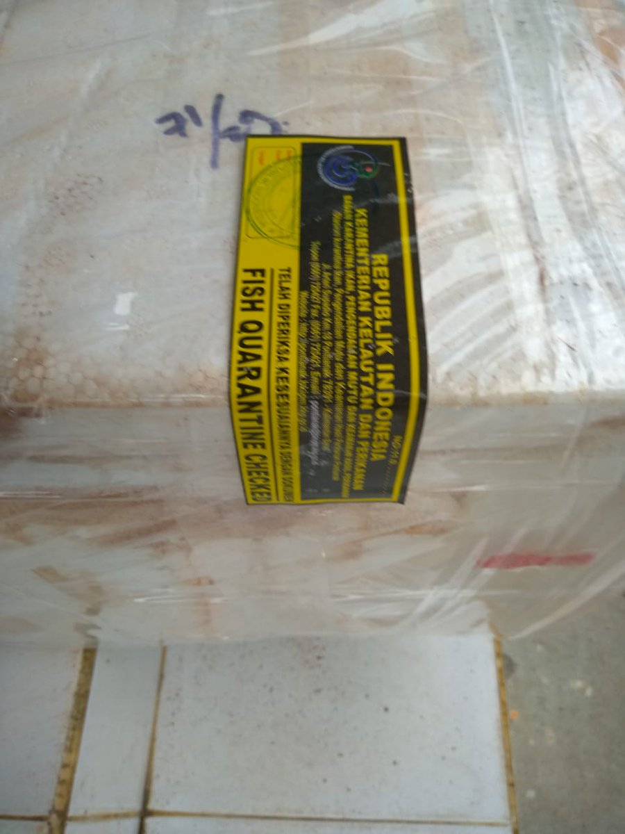 KIPM_ketapang's tweet photo. 6/10 Cek ulang kebenaran jenis jumlah dan ukuran komoditi Lobster hidup 207 hds 3 koli tujuan Jakarta. 
#OneHealthKIPM
@HumasBKIPM 
@kls_i https://t.co/VCyD7PqO4G