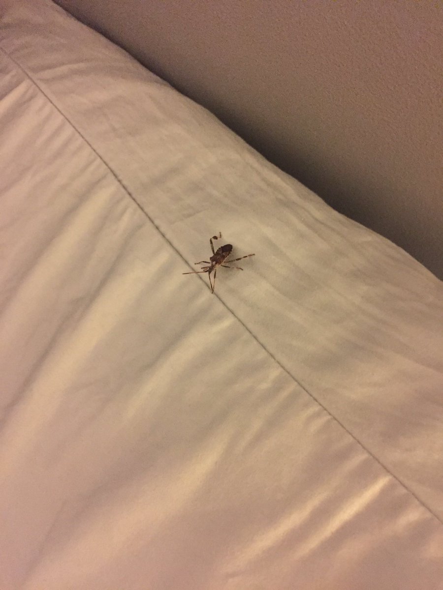 annegrimmius's tweet photo. I’m supposed to be able to sleep now? #nope #newsheetsplease #SOS https://t.co/jqLsn5ziI7