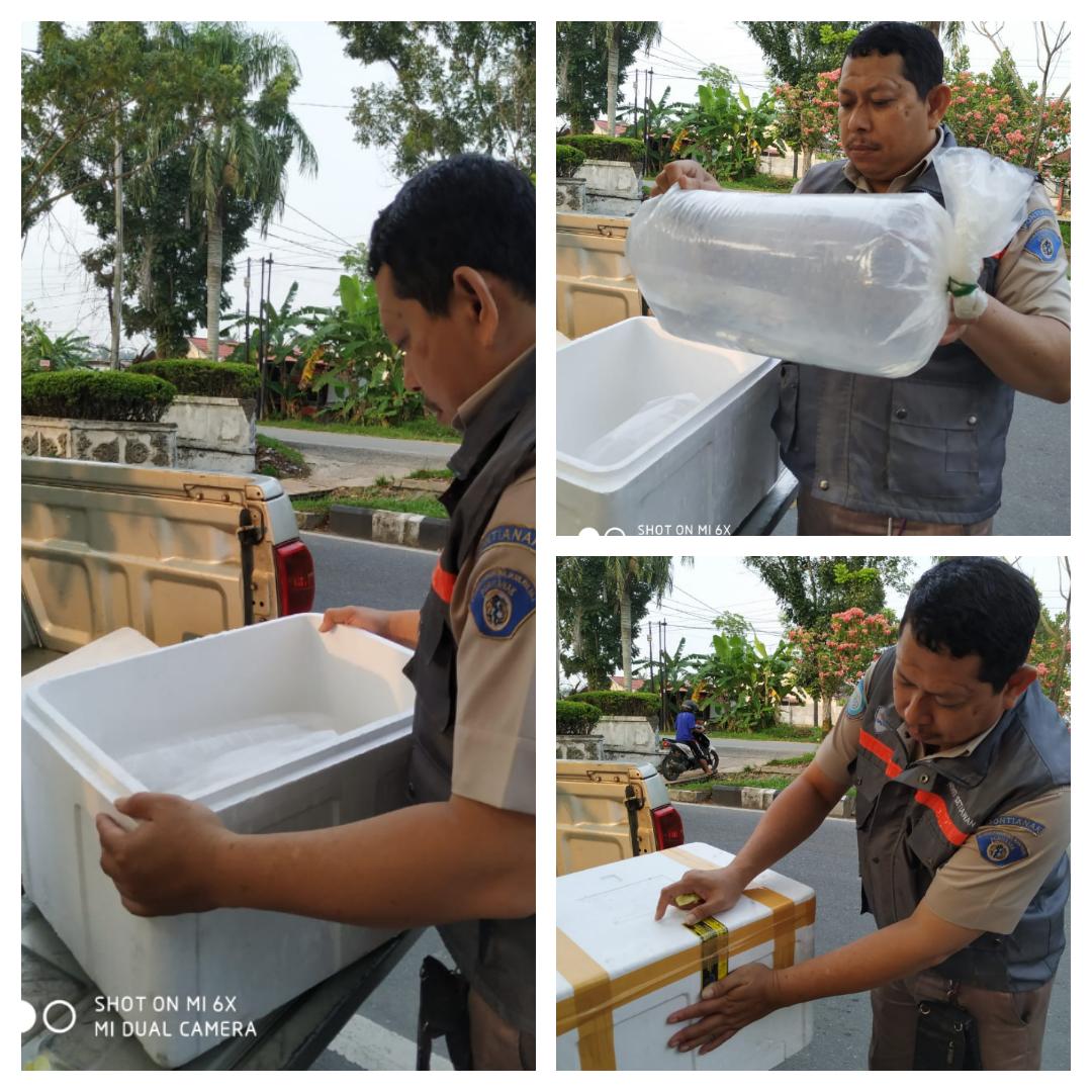 bppmhkp_pnk's tweet photo. 6/10 #OneHealthKIPM
Petugas Melakukan cek Ulang Kesesuaian Dokumen serta Jenis Ringau (Tiger Fish) 100 ekor  1 koli, Tujuan Batam @HumasBKIPM @BKIPM_Batam https://t.co/Hc0J7tk12o