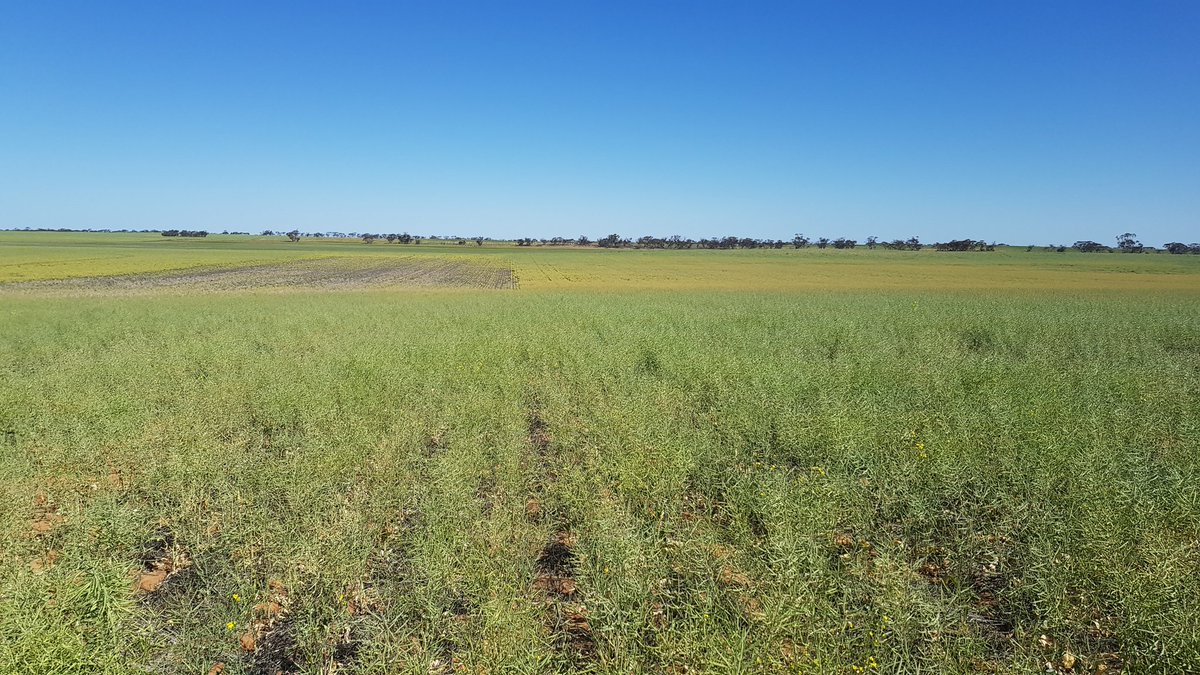 Can't say I'm surprised at the results of my summer cover crop trial. The itch is scratched.