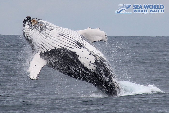 WhaleWatchAust's tweet photo. #Rise and #shine! The #weekend is here and we don't want to miss a #minute of it! Especially when the #whales are this good!

#goldcoast #whalewatching #humpback #RiseUp #jumpforjoy #weekendvibes #morning #fun #SaturdayMorning #Saturday https://t.co/Y9buTOSjbp