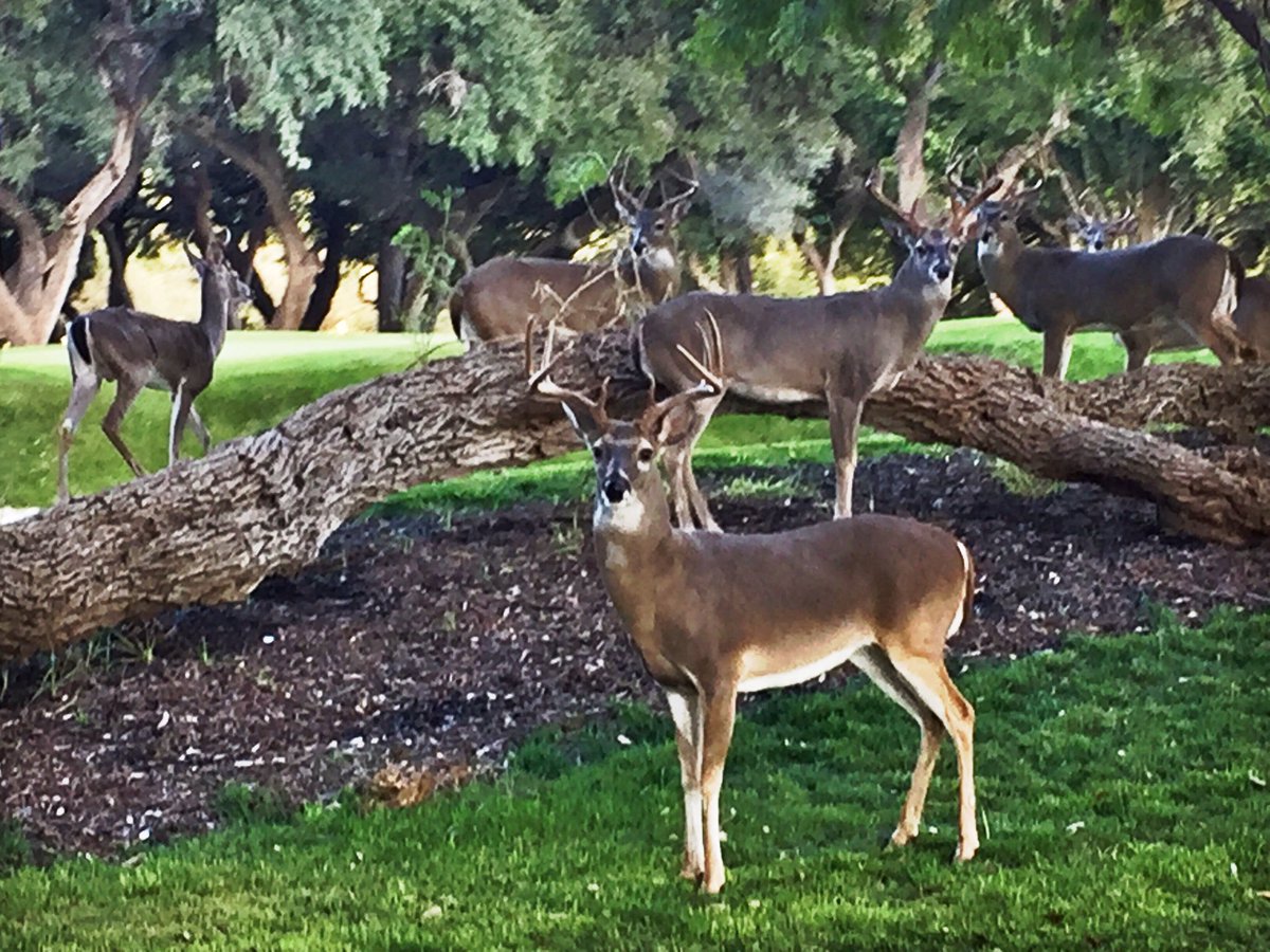chambleebrandel's tweet photo. My favorite course is in the world is Oak Hills CC in San Antonio. A Tillinghast original design at the edge of the hill country nestled into mottes of majestic Oaks. I watched @JimmyWalkerPGA shoot 64 there yesterday &amp; came across these bucks today. @OH1922pgapro @OHCCgcm https://t.co/tZ3v8gdxSQ