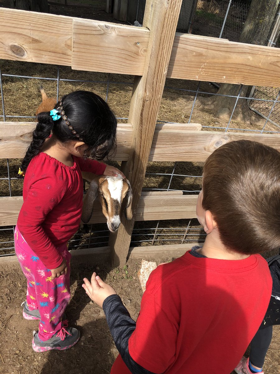 msgrillo1's tweet photo. What a fun day at the farm! We picked pumpkins at the pumpkin patch, fed the animals, and ate apple cider donuts...YUM!! We even ended our day with an outdoor read aloud! #msgrilloWOS 🎃🍂🐐 https://t.co/cMVRIauINS