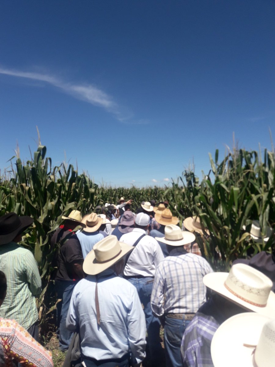 Productores y técnicos del estado participan en Demostración de campo en etapa elote  plataforma de investigación San Juan del Río III #MasAgro #Querétaro
