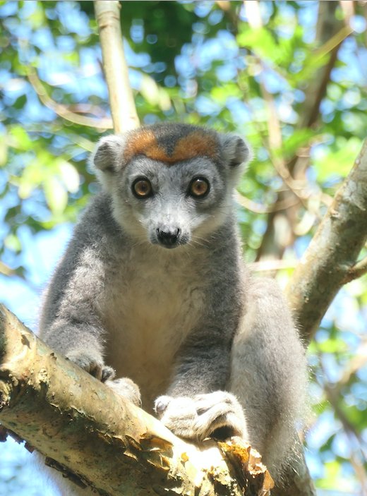 Hi little guy! 😍 🐒 #africa #madagascar #nature #naturephotography #lemur #indri #animalsoftheworld #animalsofmadagascar #hiking #walking #naturewalk #travelling #bucketlist #travelingram #travellife #travelmadagascar #plants #naturehike #moratravelmadagascar #moratravel