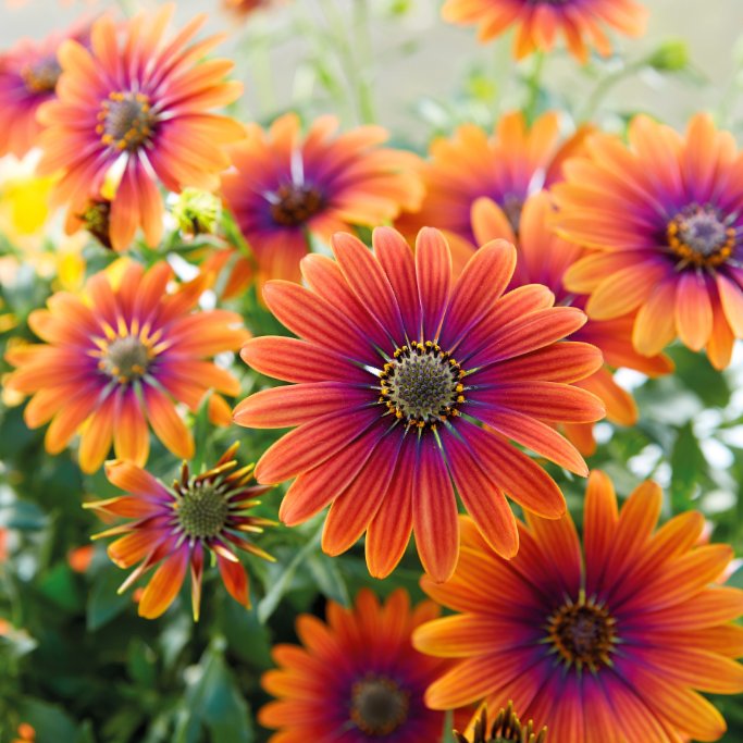 swanhose's tweet photo. What resembles the summer sun setting over the ocean? Selecta One’s Osteospermum “Purple Sun.” Its wow factor at point-of-sale have awarded it the 2018-2019 FleuroStar Award. Congratulations! #swanhose #gardenhose #fleurostar #fleuroselect https://t.co/VQAvSgXlzt