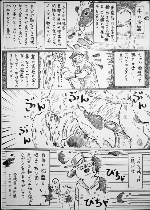 牛の胎盤?

知り合いの農家さんと牛の出産話はよくするのに、出産後に出てくる胎盤の話はした事がないなぁ、とふと思いました

牛にとって普通の胎盤の食べ方なのかは分かりませんが、胎盤を食べるだけでも個性が出るから牛は面白いです。
(… 