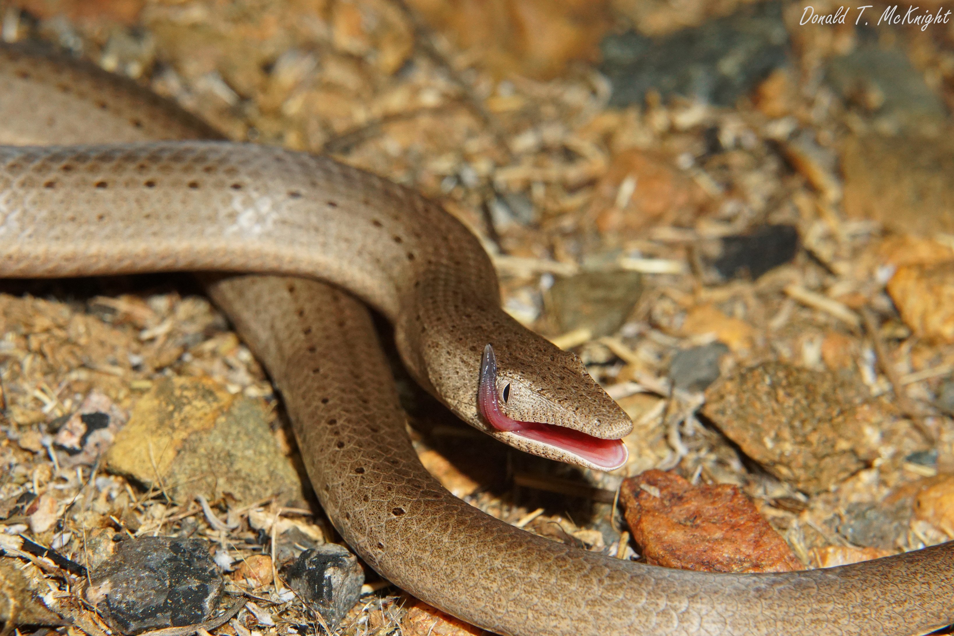 Lialis burtonis, a light brown legless gecko with a snakelike body, licking its eye in very gecko fashion.