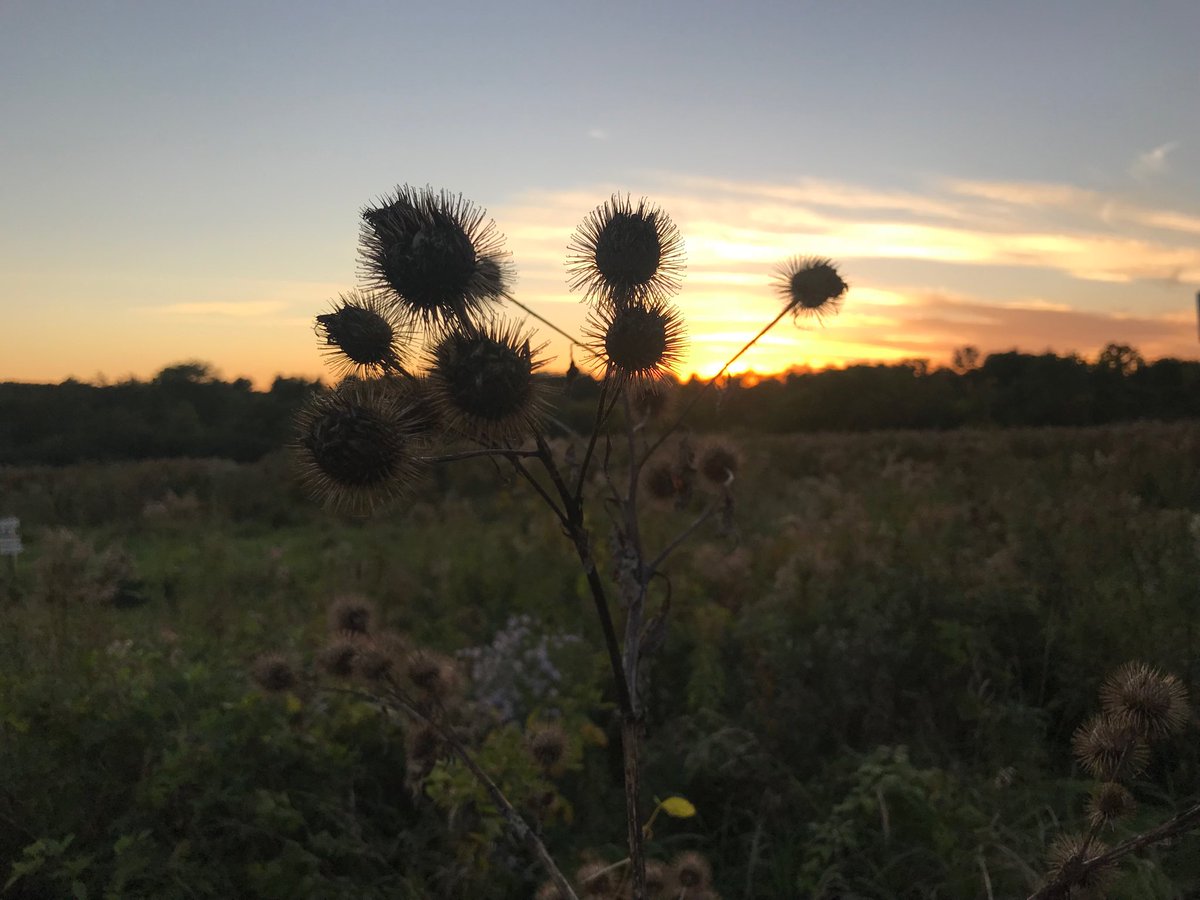 Sunset at Mary Cummings Park. Overlooking Flyers Field. #burlingtonconservation #naturalmassachusetts