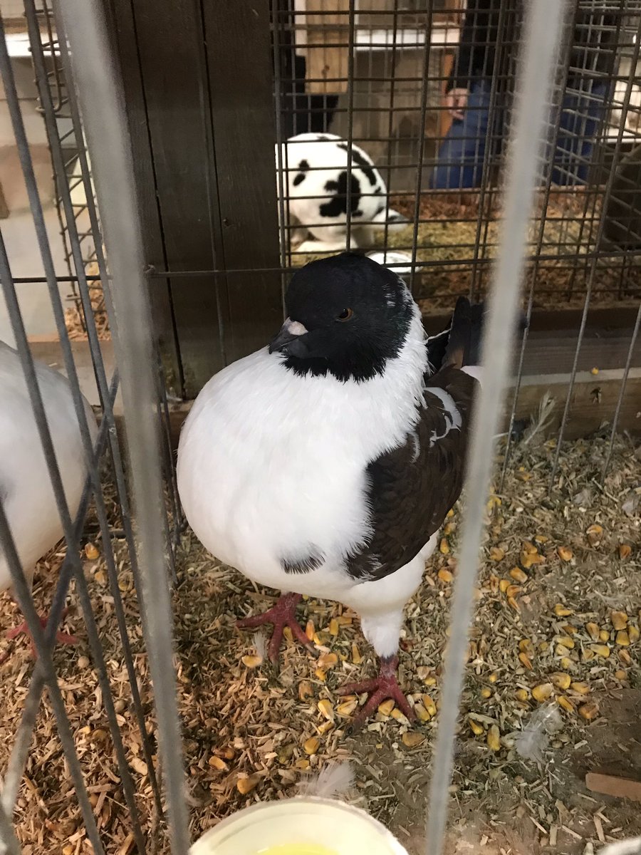 jpantonacci's tweet photo. Pigeon photography is too much fun. #NCF2018 #fancyfeathers #agriculture #fowlphotos https://t.co/fw28r1q9gL