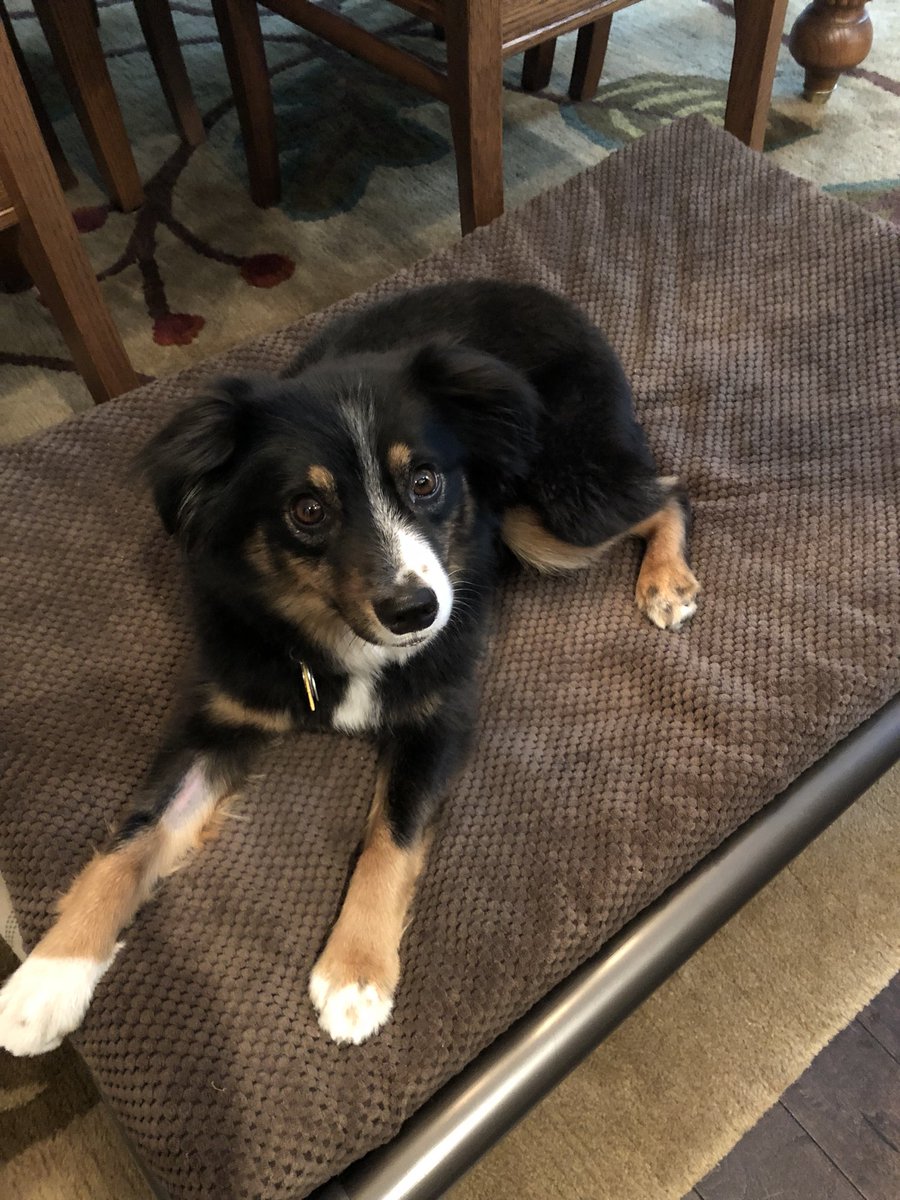 kruse_sharon's tweet photo. Olive wants to be a do 🐝 https://t.co/ijuVIZhJvb