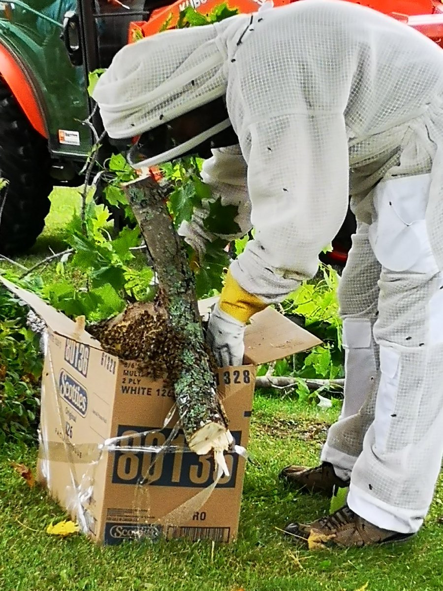 Got a chance to #savethebees before the snow flies.
Now safe and sound