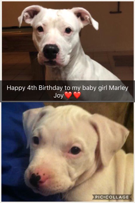 My baby girl❤️❤️ 4 years strong with this little punk!! Happy Birthday lil shit😘 #CuddleBuddy4Life  #ThunderBuddy<a href="/tag/thunderbuddy"class="tags"><span>#thunderbuddy</span></a><a href="/tag/myjoy"class="tags"><span>#myjoy</span></a><a href="/tag/crazydogmom"class="tags"><span>#crazydogmom</span></a><a href="/tag/cuddlebudd"class="tags"><span>#cuddlebudd</span></a>