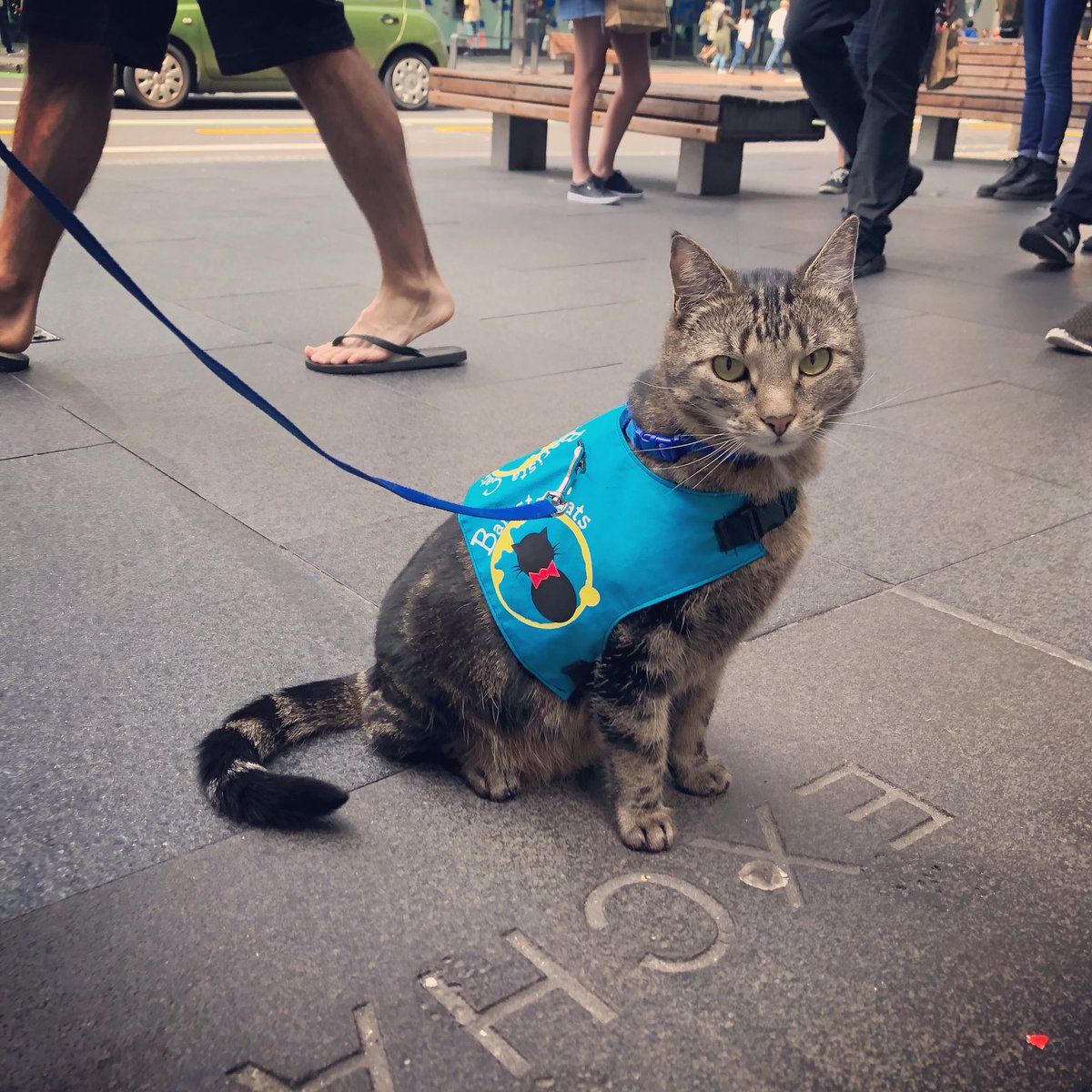 purrsandbeansnz's tweet photo. #Woody showing off his fancy new vest thanks to Rocco & Co! Come spend #Caturday with us - 1-hour sessions are $13 ea or you can also just pop in for a quick hi and takeaway coffee. Last entry at 5pm 🐾
#mascotcat #catswag #weekendvibes #thingstodoinauckland #baristacats https://t.co/FDl4qNNLOQ