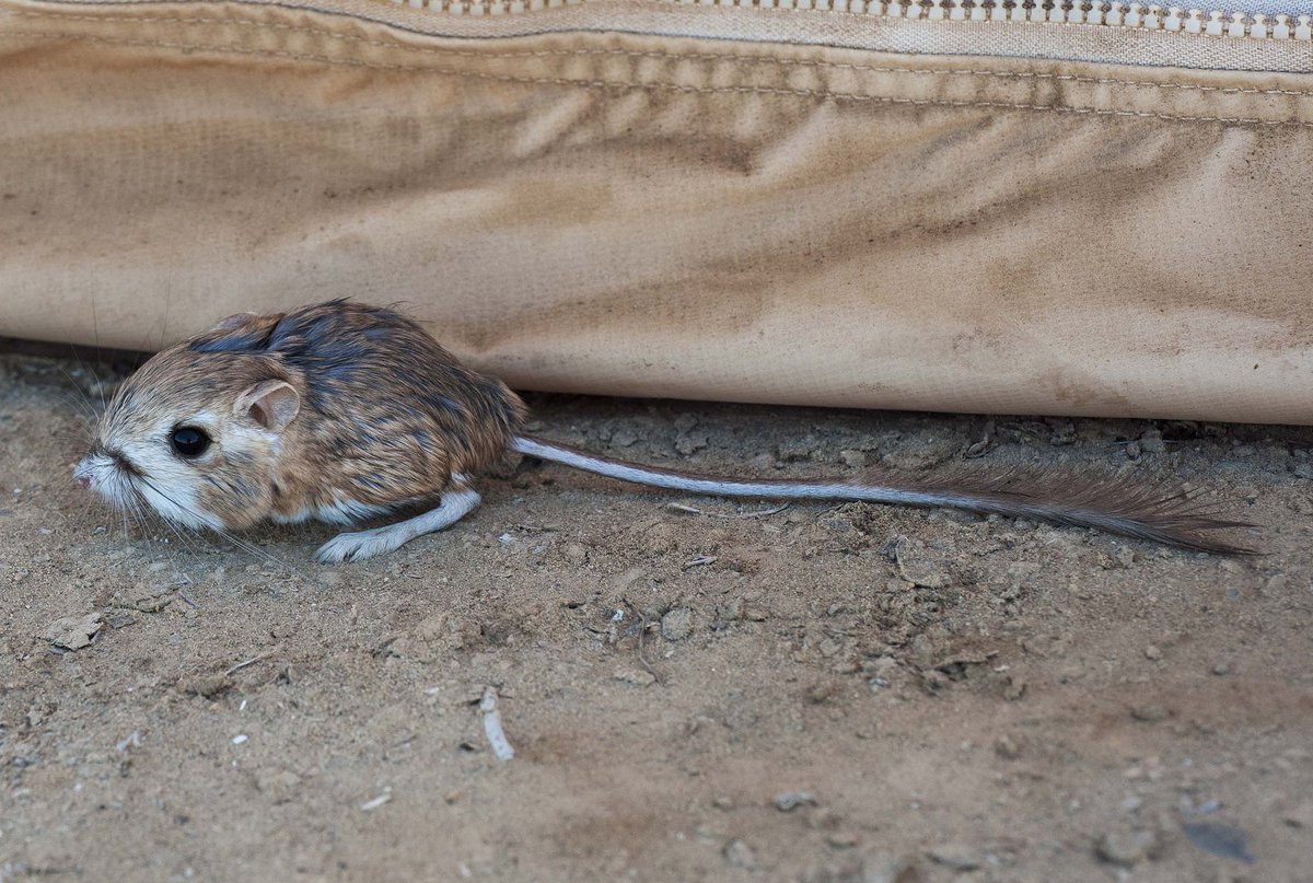 sarahnopidae's tweet photo. Ending #RodentWeek with this kangaroo rat. https://t.co/bGqfSZmbHh