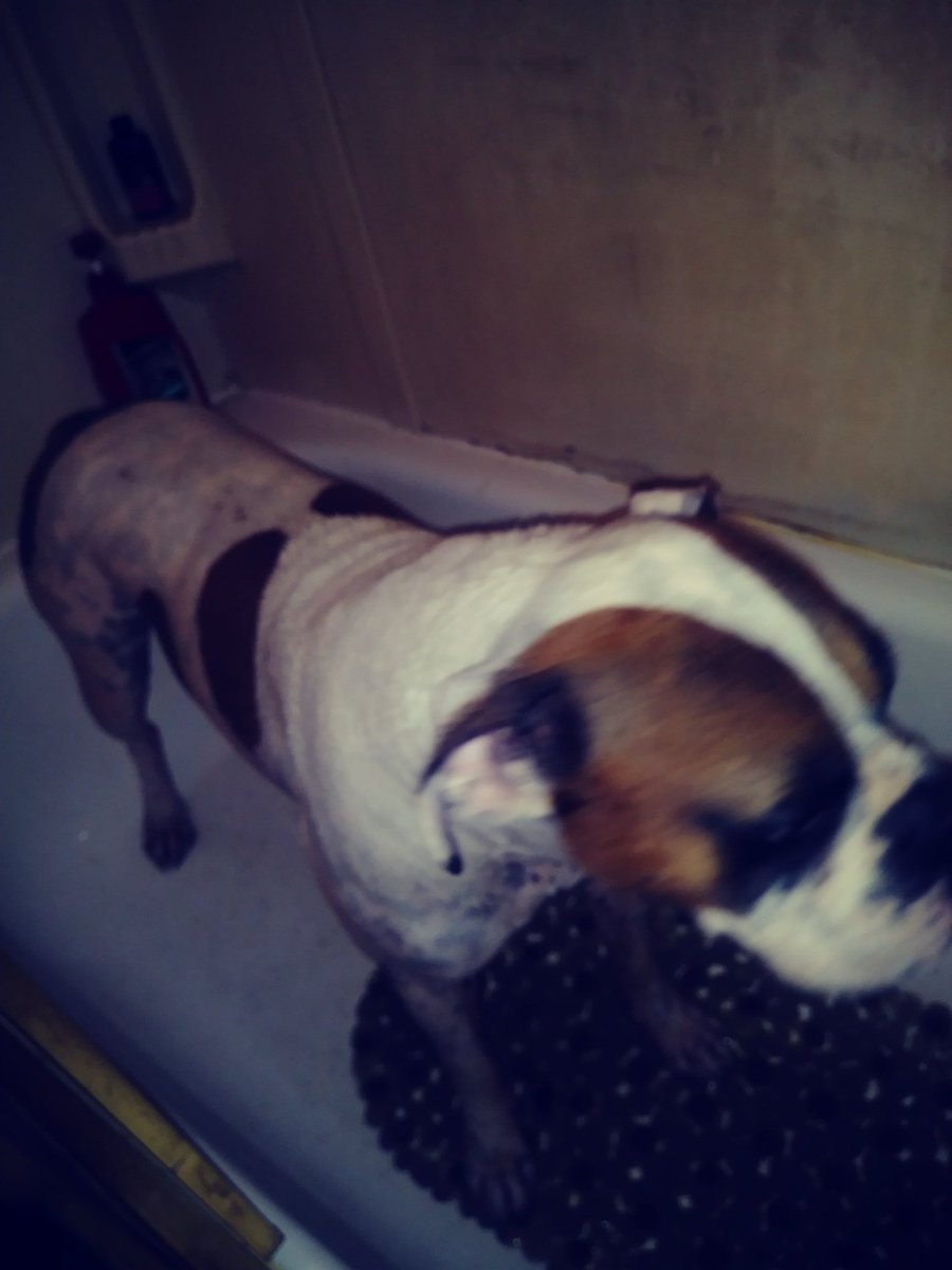 ThoughtsBoxer's tweet image. Friday night bath before I go out on the town smoke you out