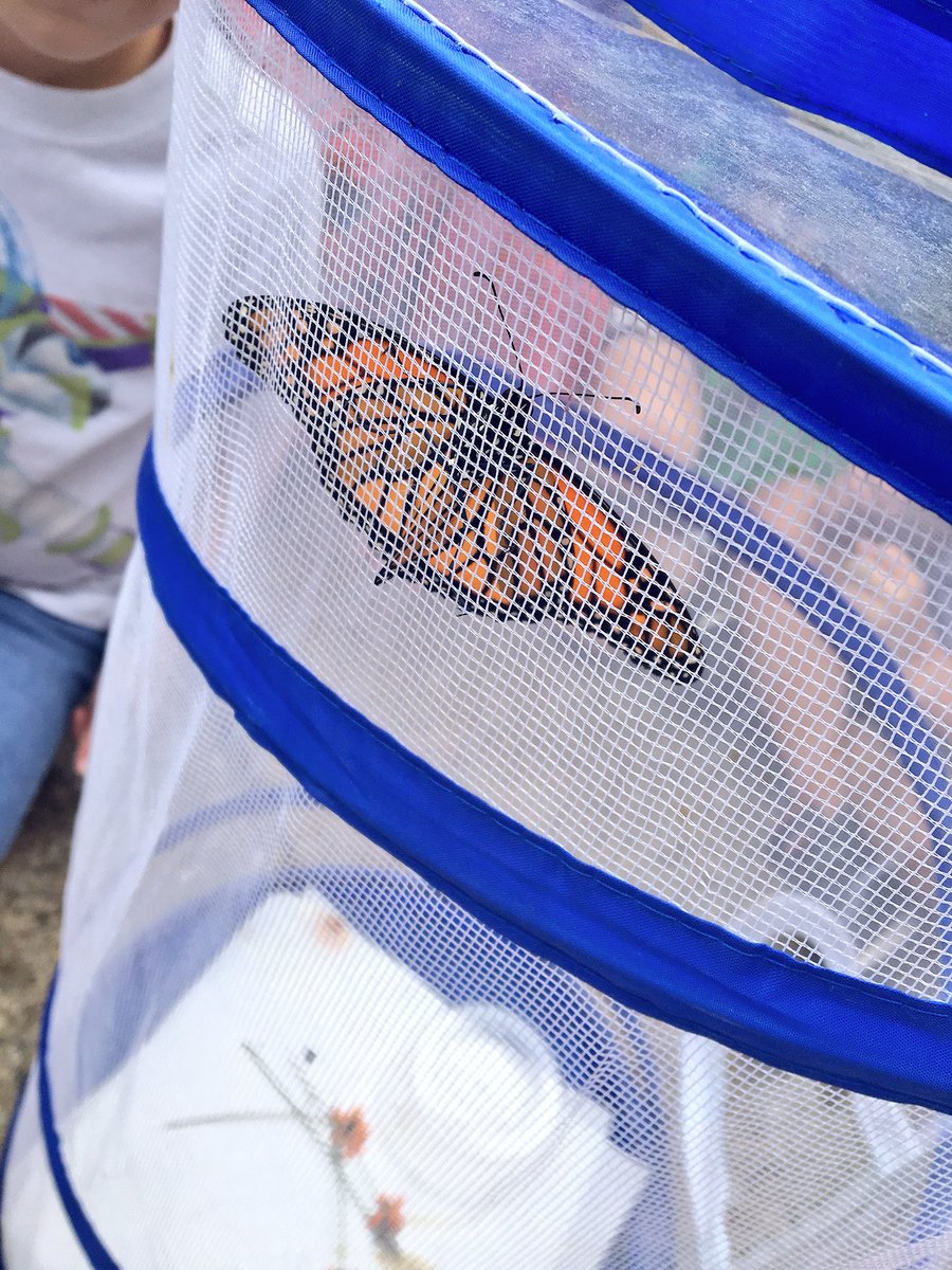 SusanBasham5's tweet photo. Letting go of our first beautiful Monarch of the year! #offtomexico https://t.co/K2GDlOpICy