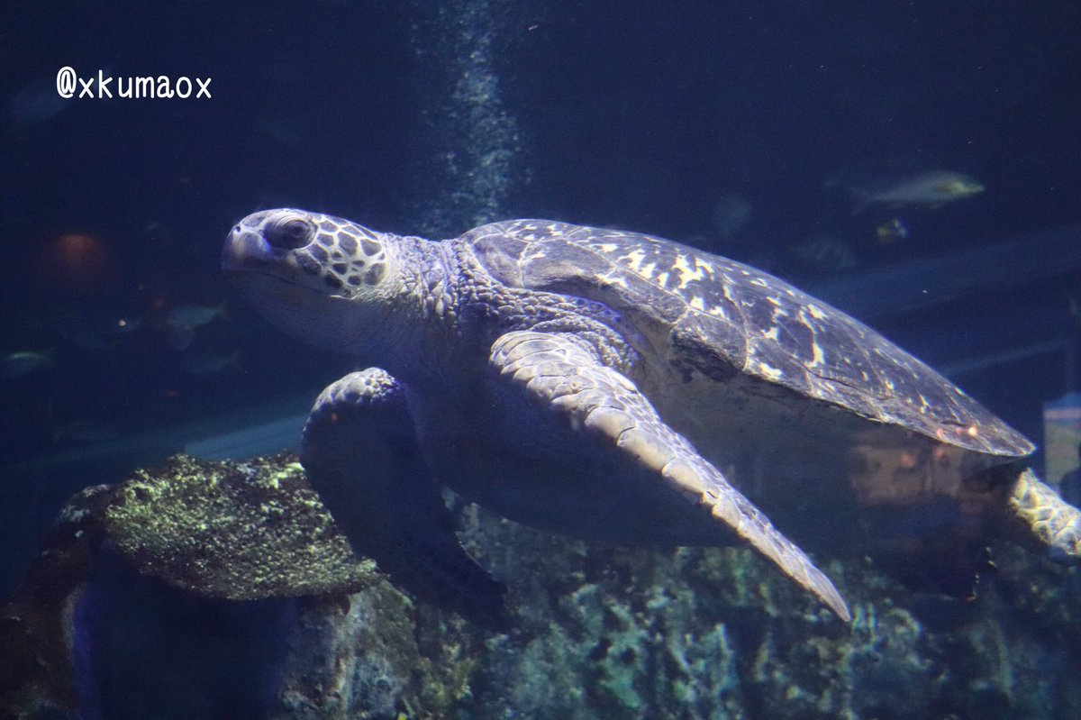 Kuma 可愛いよウミガメ 鳥羽水族館 アカウミガメ 10 3
