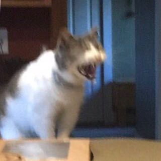 xByeByeBatsy's tweet image. ¡ALEJATE DE MI PLANTA Y BÚSCATE LA TUYA!

#NV