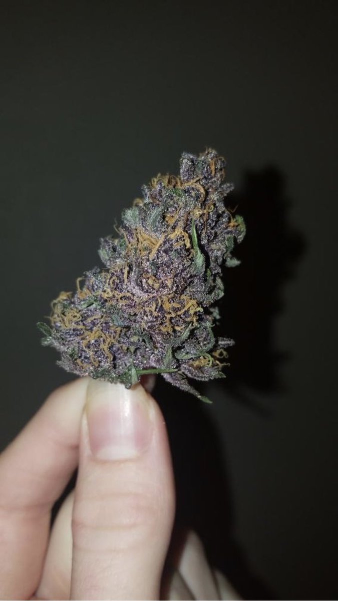 OMMFarm's tweet photo. Mmmm...purple. #OMMmoment from Miss @disjointed.dreamer •
•
•
•
•
#OMMF #ommfarm #olympicmountainmanfarm #WAgrown #benzofarms #pnwstoners #pnw #portangelesstoners #washingtonstoners #weed #cannabis #mmj #successfulstoners #i502 #marijuana #Ganja #Stoner https://t.co/c7w92OCPV9