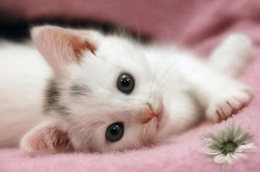 HourlyCats's tweet photo. https://t.co/iVUYfG7ypr