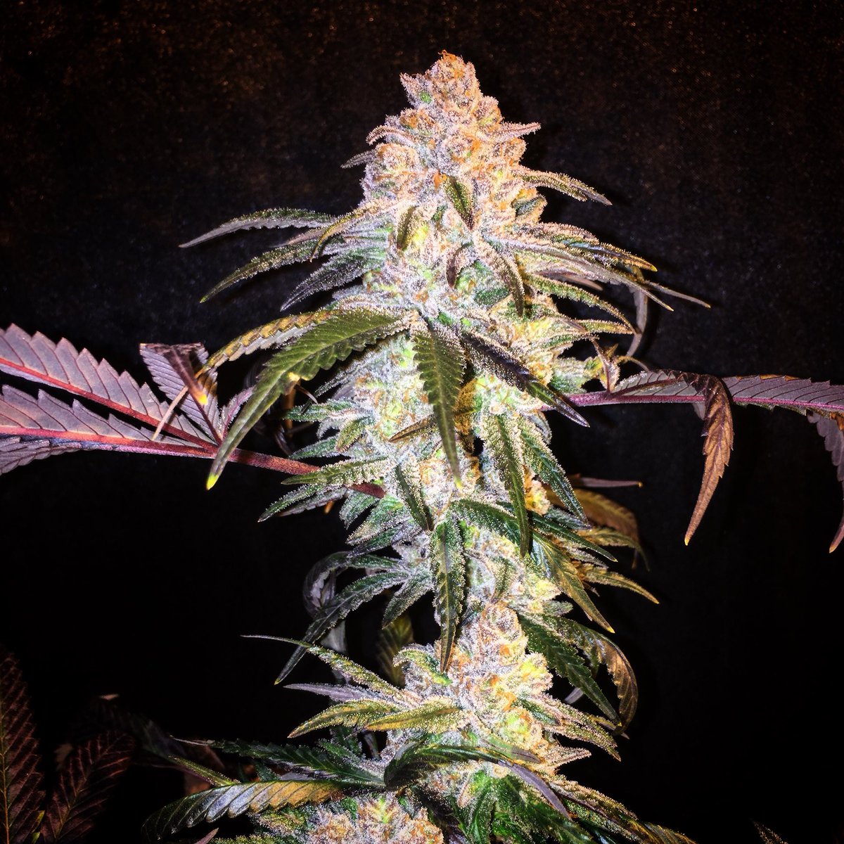 CaliSources's tweet image. #mintberry bred by #ReeferCityFarms exclusively distributed by #CaliSources. A rare cookie hybrid from the unreleased vault #DTLA #loud #flavor #exotic