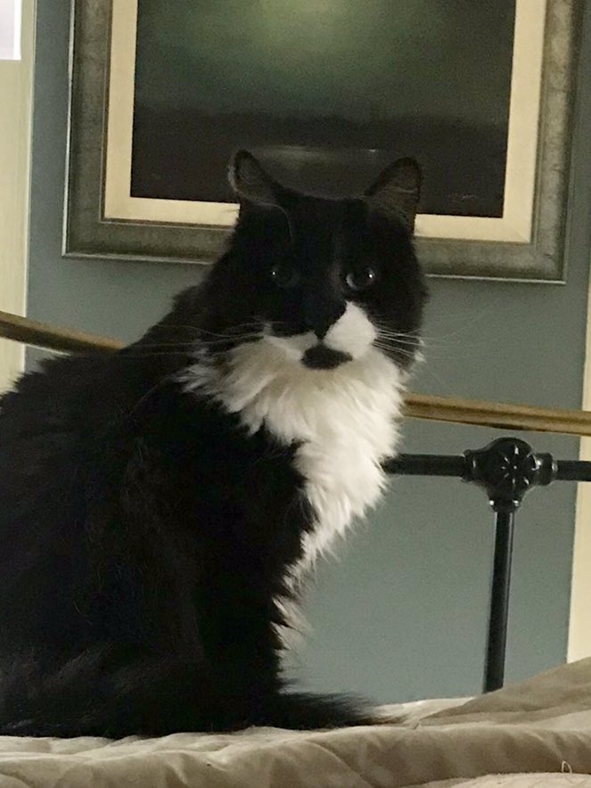 Happy #Caturday everyone 🎉🎉. Raining ☔️ a lot here so I don’t think I’ll bother going outside😹. Uncle around today to help mum. He calls me horrid names😿but desperately wants me to snuggle with him -I mainly ignore him 😹😹😹. Humans -pfft. Happy day all 💕🐾💕#CatsOfTwitter