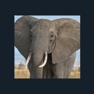 AwesomeElephant's tweet photo. Us at @AwesomeElephant, Vin Diesel fan or not, shall stick together in #SquarePFP gang. Twitter has oppressed us by forcing circle PFPs for far too long, and we're all against it. Retweet and make your PFP Square like ours to show your support. We shall be attacked no longer. https://t.co/sumxmS7hWn