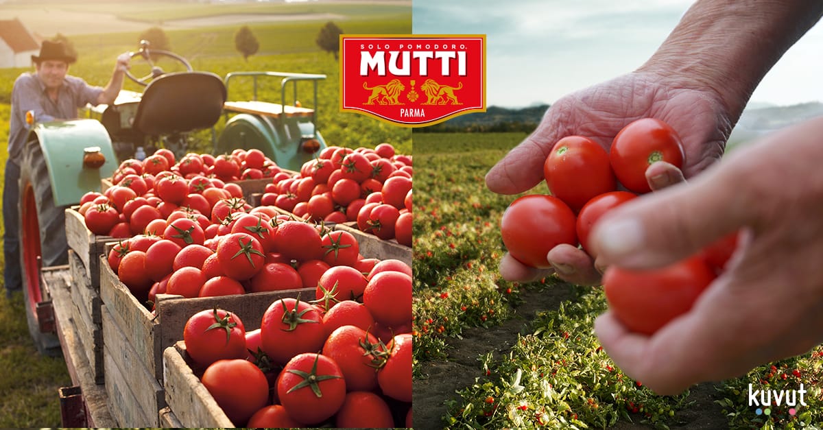 Mutti compte près de 400 agriculteurs, au savoir-faire et à l’expertise uniques. La marque récompense depuis 2002 les meilleurs d’entre eux en leur remettant “Le Prix de la tomate d’or”.  bit.ly/MuttiTWart8 #MuttiFrance #tomatesmutti