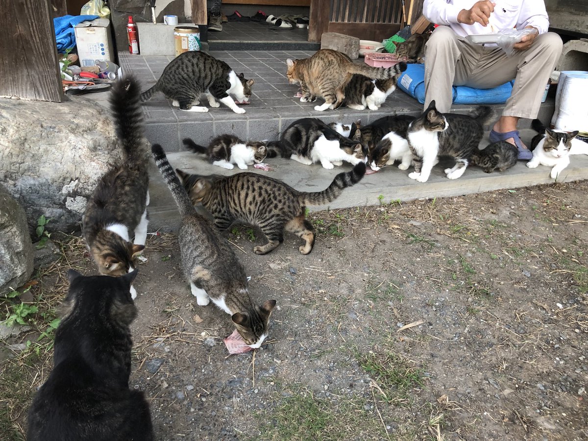 とりちゃん V Twitter 緊急 拡散希望 猫を引き取ってくれる方を募集しています 期限はございません 30匹以上いて手に負えません 病気 ケガなどはありません みんな人なっこい性格で 子猫は生まれて1ヶ月です 少しでも気になっている方は気軽にコメント