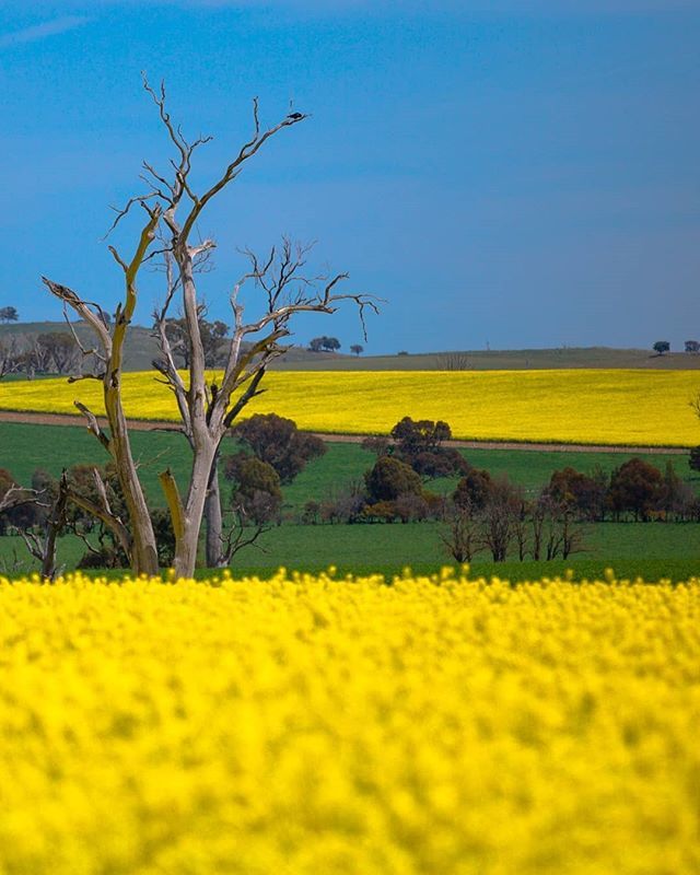 Hello Australian Spring
.
.
.
#roadtrip #boorowa #regionalnsw #visitnsw ift.tt/2QwgQ8k