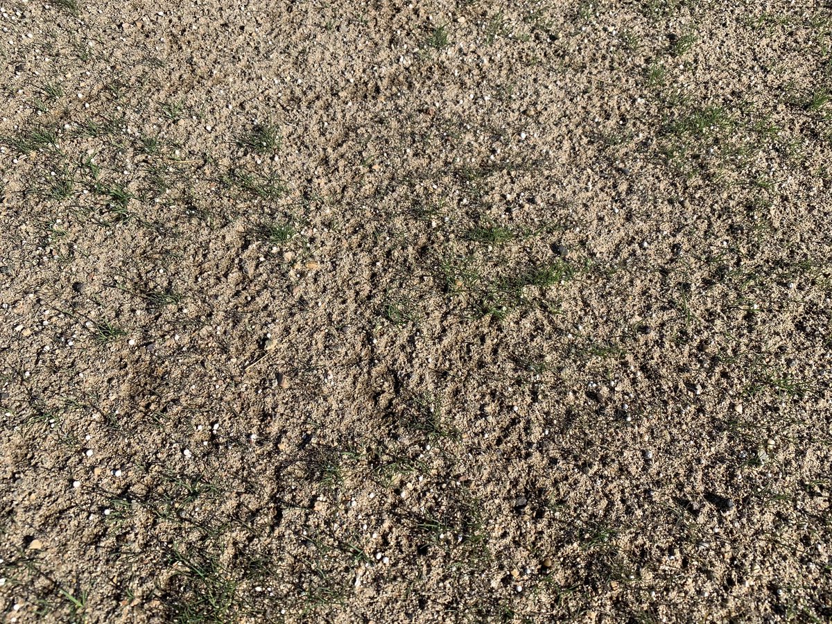 indieozhe's tweet photo. Not what it should be like after fertilizing and spread seeding 30 days ago. A combination of lousy fertilizer and poor irrigation🤔 https://t.co/wjKoouoFHs