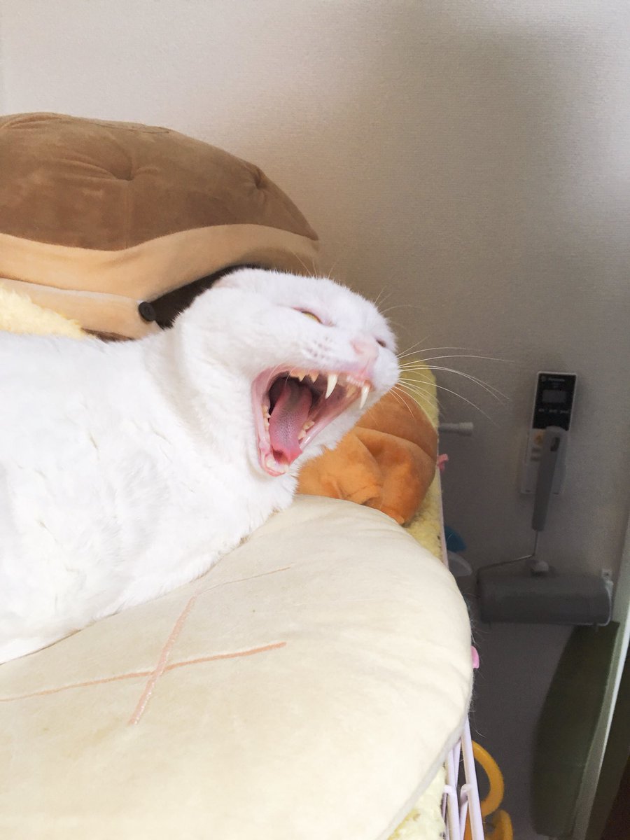 ハク様 あくびを激写 耳ないし顔がやばい 笑