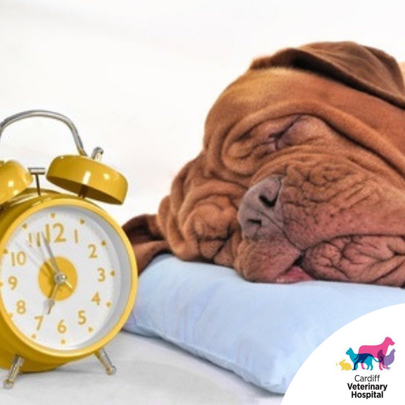 CardiffVet's tweet photo. Winston would like to remind all of our clients to wind their clocks forward one hour tonight, for the start of daylight savings. 

#Cardiff #CardiffVets #Vets #VetClinic #Glendale #DaylightSavings #AEDST #Instapet #Instadog https://t.co/wwmtoQBgJ8