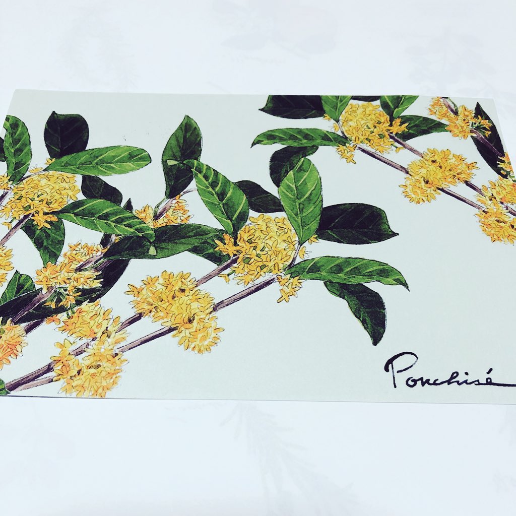 ひだまり Pa Twitter 友人が金木犀のポストカードを贈ってくれた 北海道では見ることができない憧れの金木犀 素敵すぎてうっとり 昨日撮ってくれた写真も綺麗 ポンチセ 金木犀