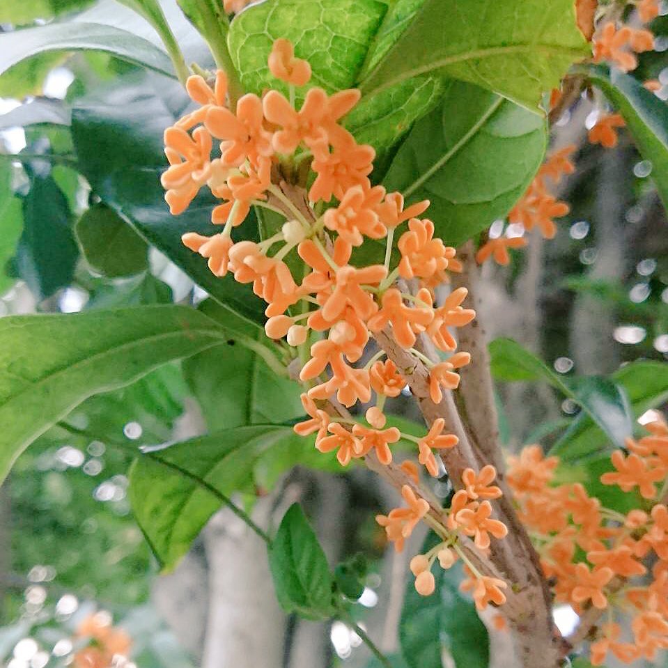 ひだまり Pa Twitter 友人が金木犀のポストカードを贈ってくれた 北海道では見ることができない憧れの金木犀 素敵すぎてうっとり 昨日撮ってくれた写真も綺麗 ポンチセ 金木犀