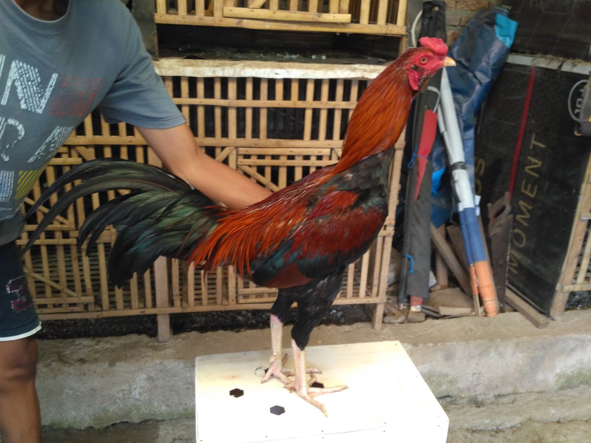 Peternak Ayam  Bangkok Birma Mangon  Pakhoy Purwokerto 